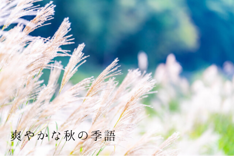 秋の季語:爽やか