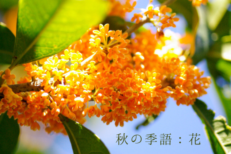 秋の季語:花