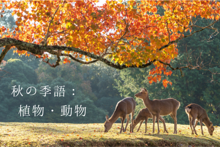 秋の季語:植物・動物