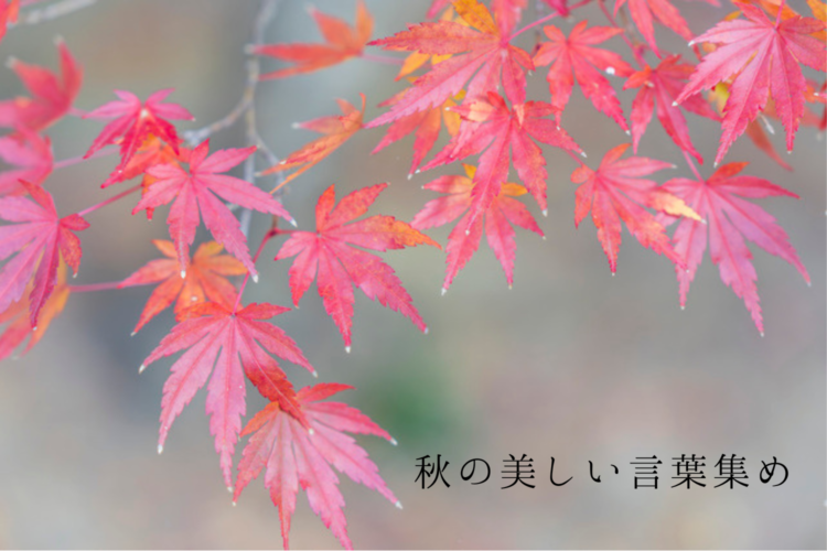 秋の美しい言葉集め