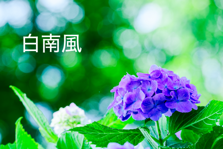 梅雨と南風の情景